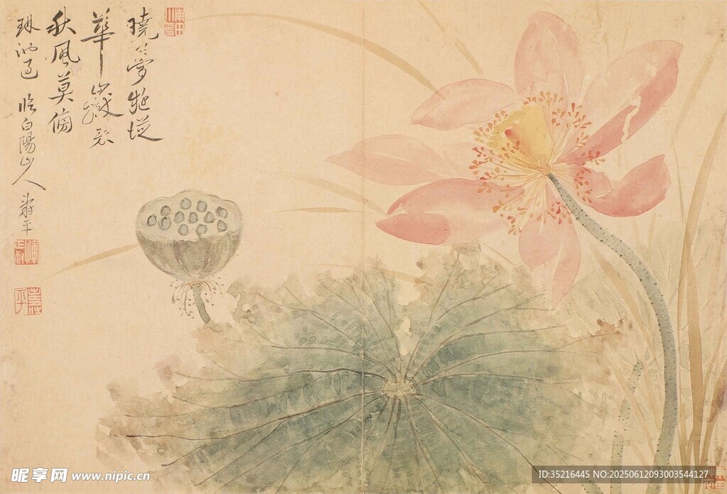 水墨荷花图