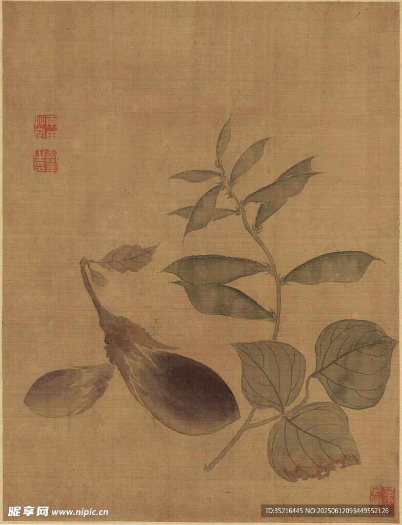 宋代花卉写生图