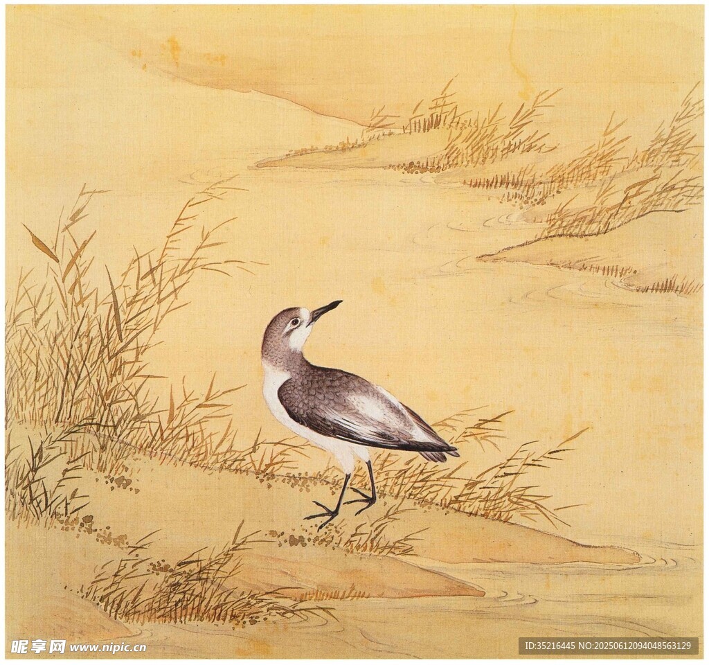 沙地上的单只小鸟