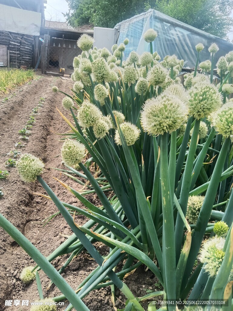 葱蒜类植物的田园景象