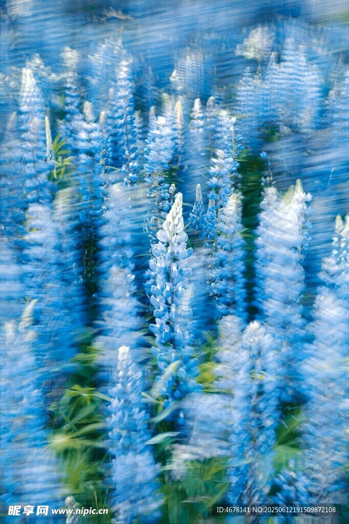 蓝羽扇豆花田梦幻景致