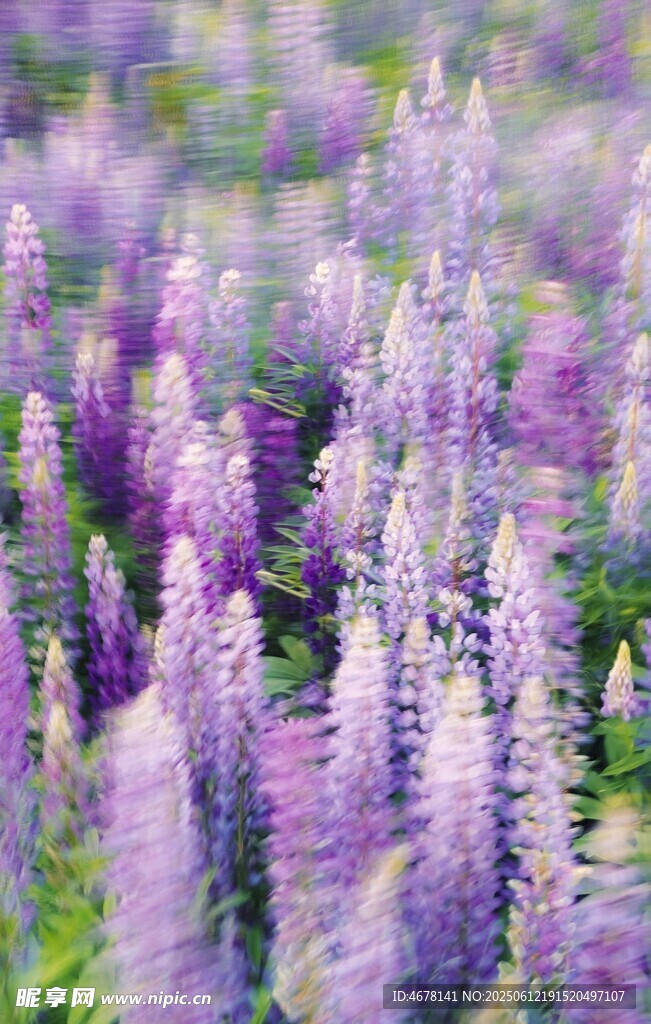 紫色羽扇豆花田美景