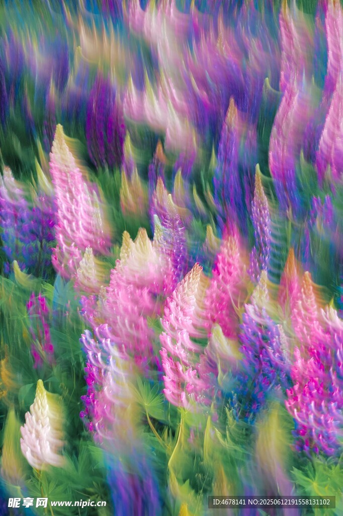 梦幻绚烂的多彩花卉景观