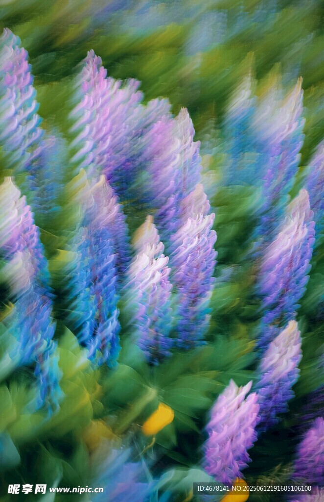 梦幻紫色羽扇豆花绽放