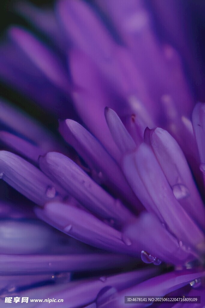 紫色花瓣上的晶莹水珠