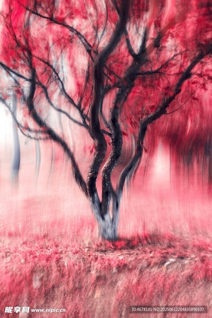 梦幻红树 绽现独特之美