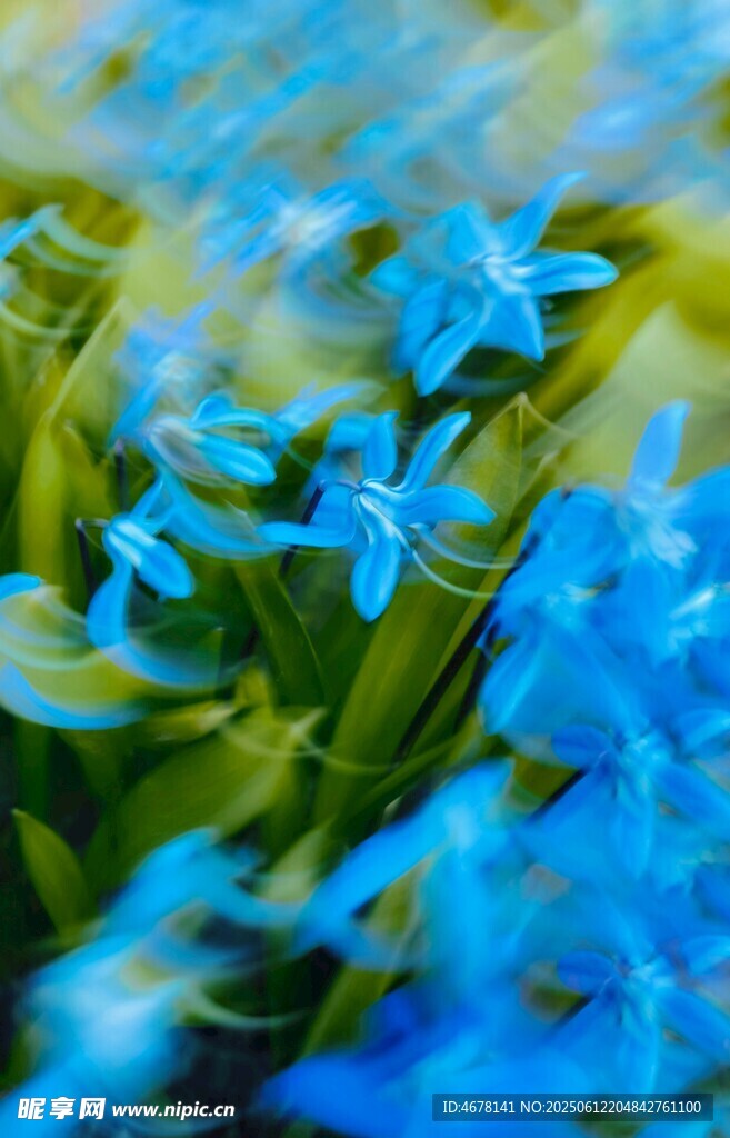 蓝花绽放 清新自然之美