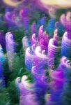 梦幻多彩仙人掌景观