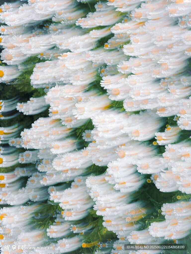 白色花海绽放美丽