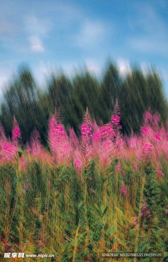 粉色花海 自然美景如画
