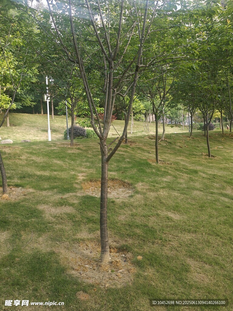 公园草地间的树木景观