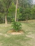 林间草地中的绿植景观
