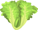 新鲜生菜插画