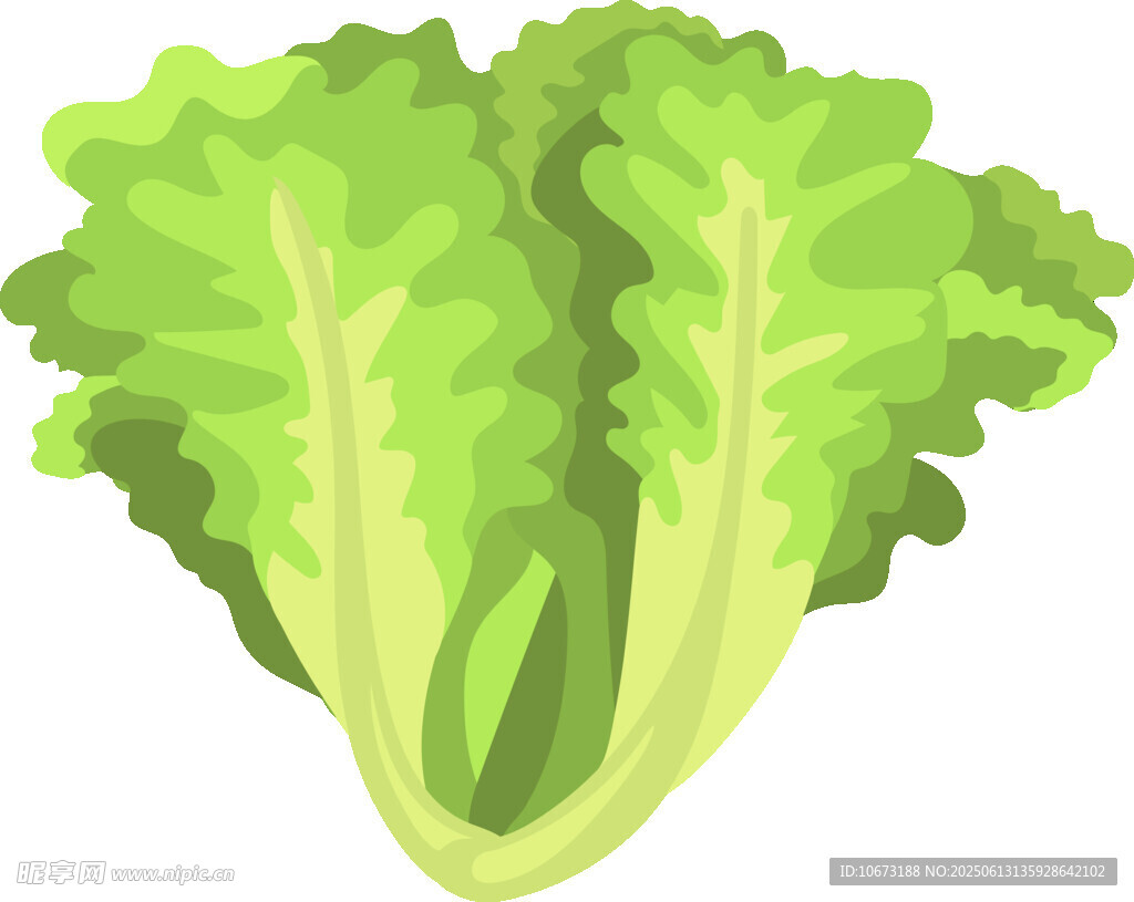 新鲜生菜插画