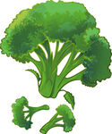西兰花插画