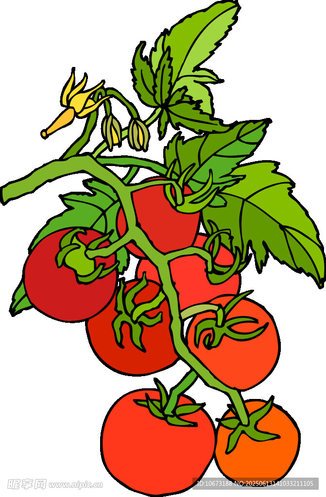 枝头红番茄