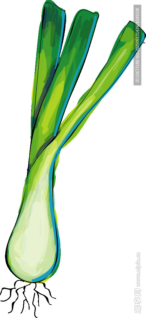 新鲜大葱插画