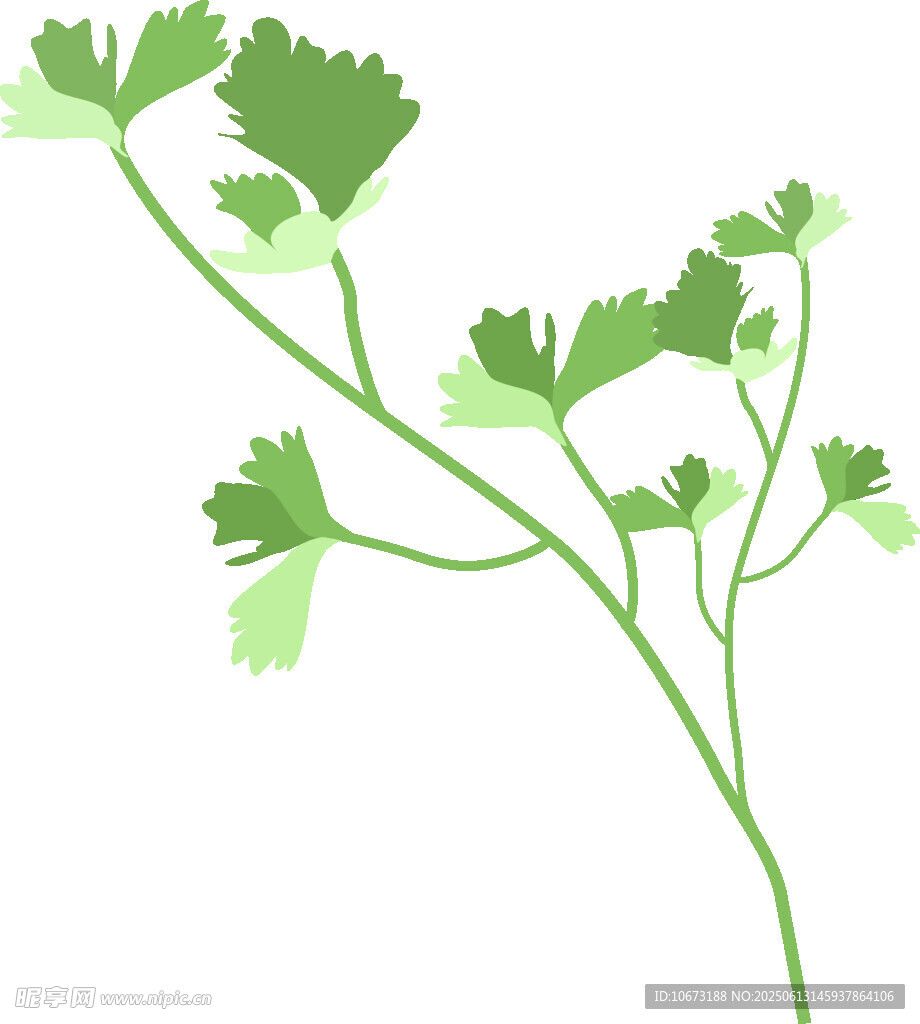 清新芹菜枝插画