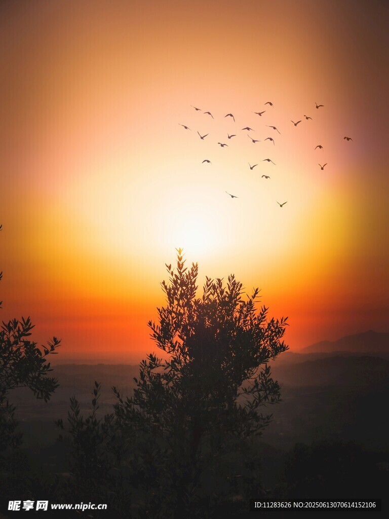 夕阳下飞鸟与树木美景