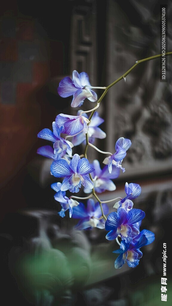 蓝紫色小花绽放