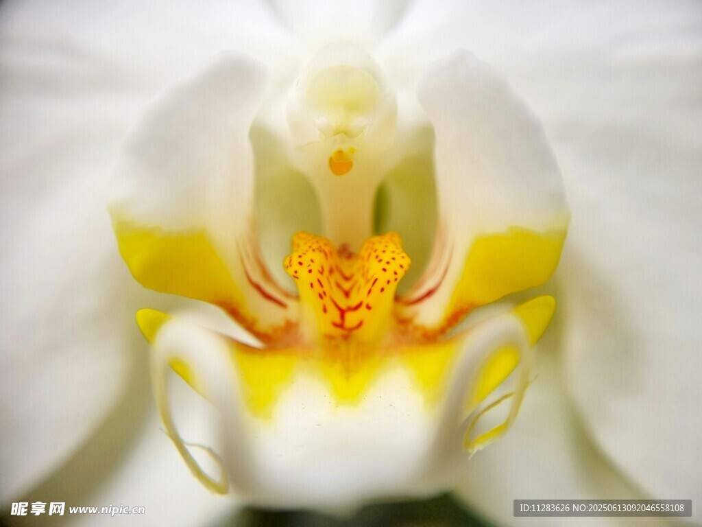 白色兰花特写