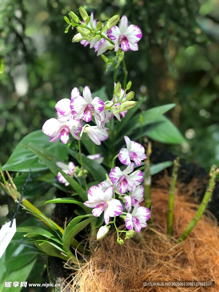 紫色小花绽放绿植间