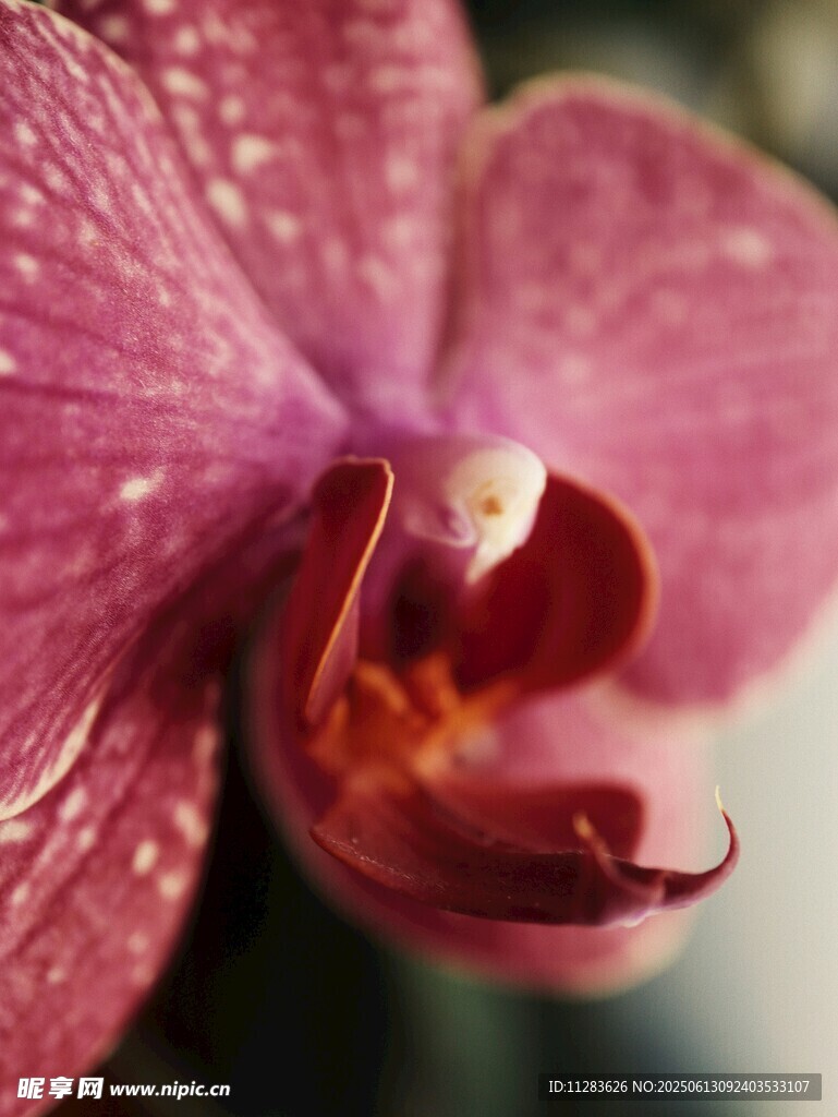 娇艳蝴蝶兰特写