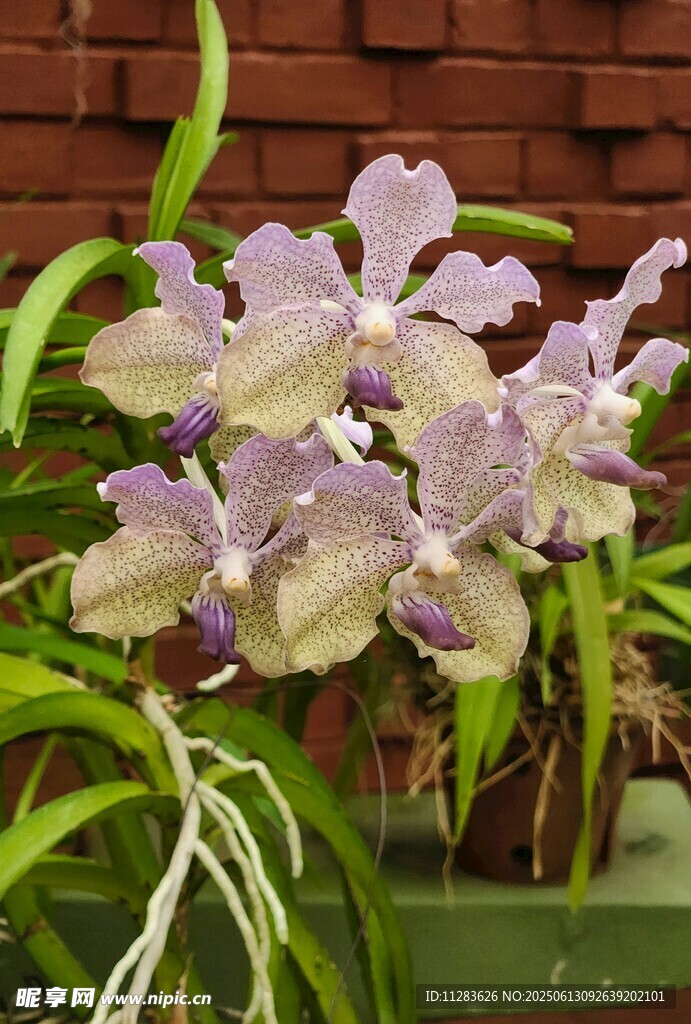 优雅紫色兰花绽放