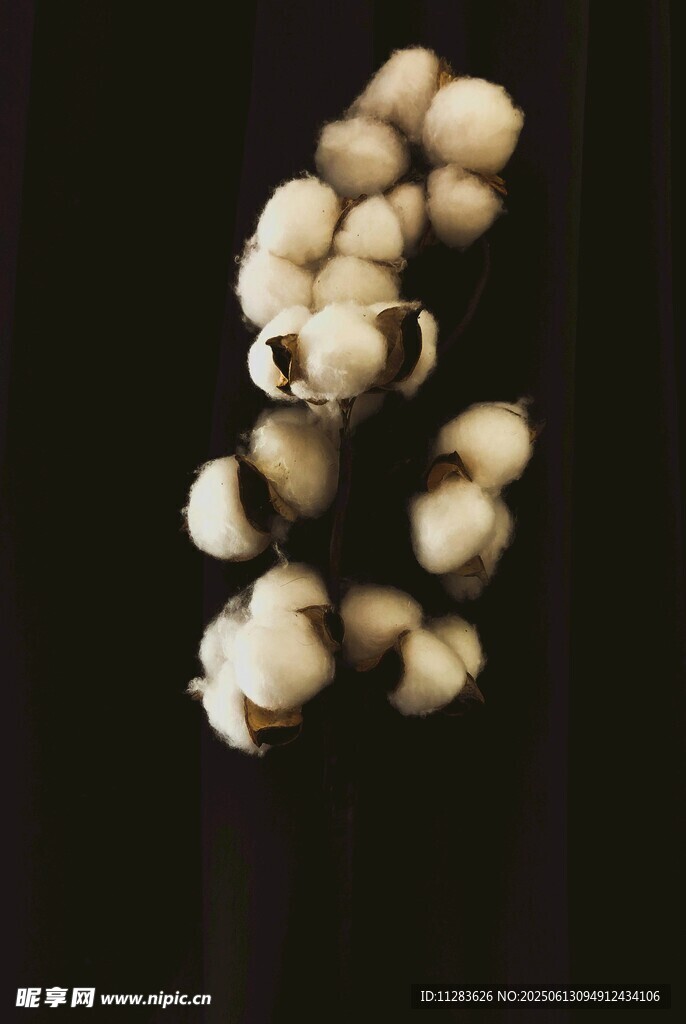 洁白棉花特写