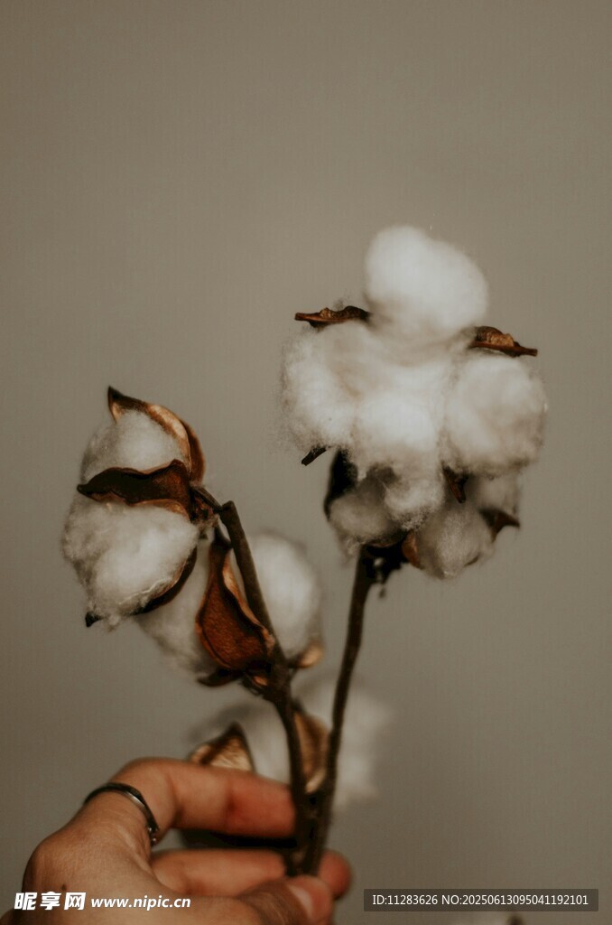 手持棉花枝