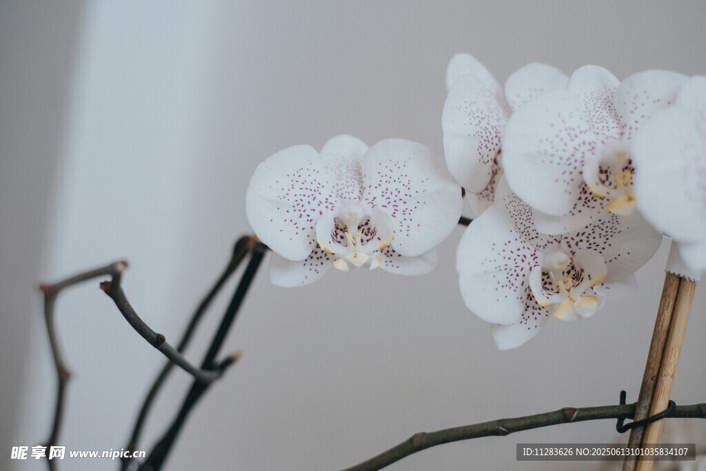 优雅白兰花枝特写