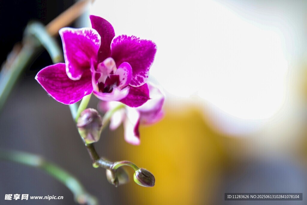 娇艳紫花特写