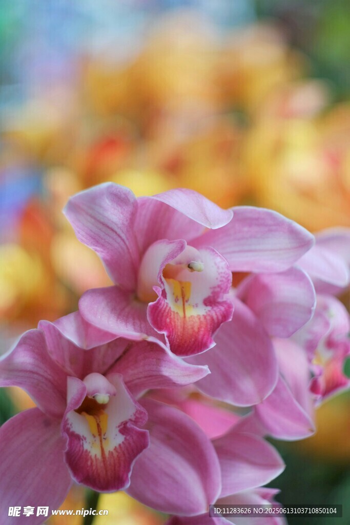 娇艳粉色兰花特写