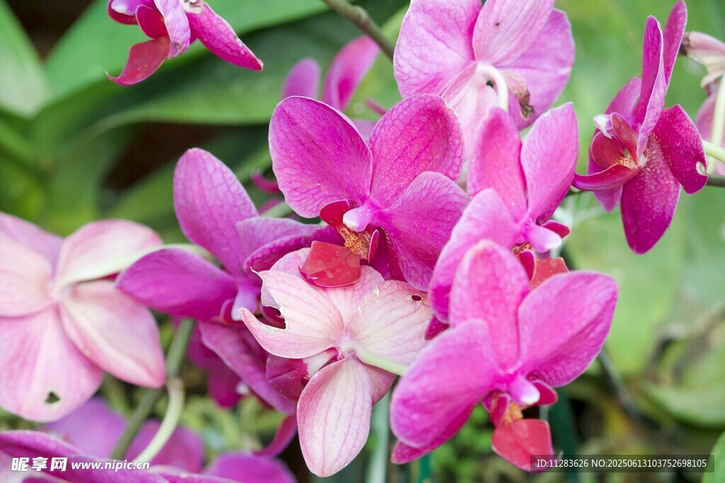 娇艳欲滴的美丽紫兰花