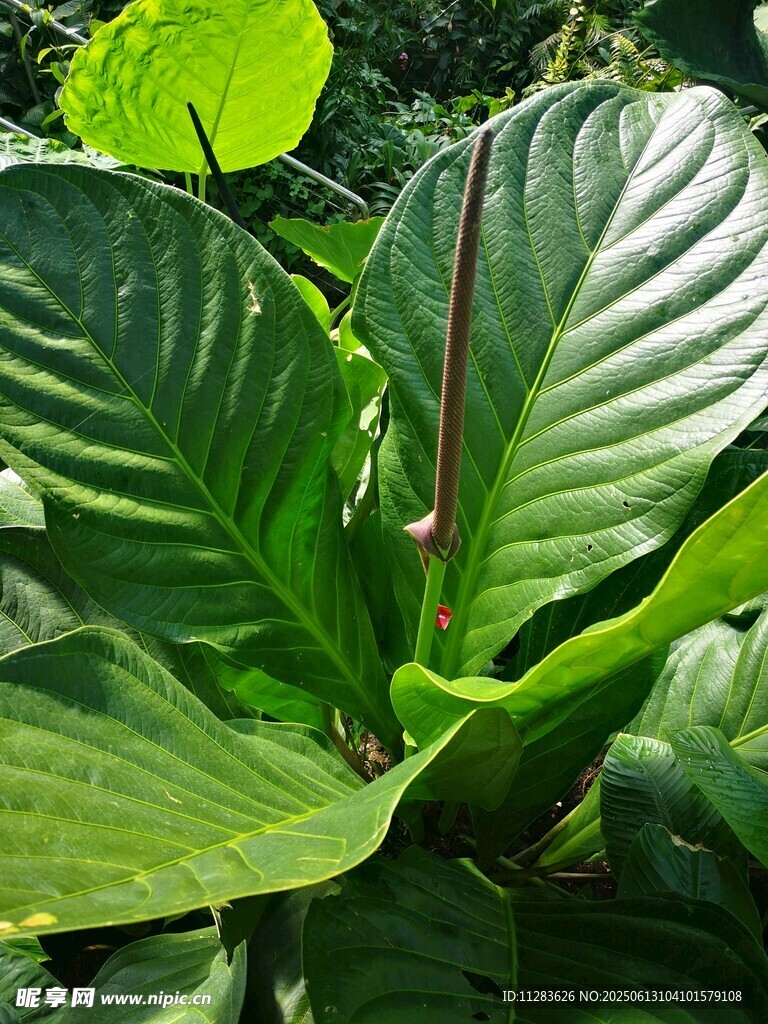 大型翠绿阔叶植物特写