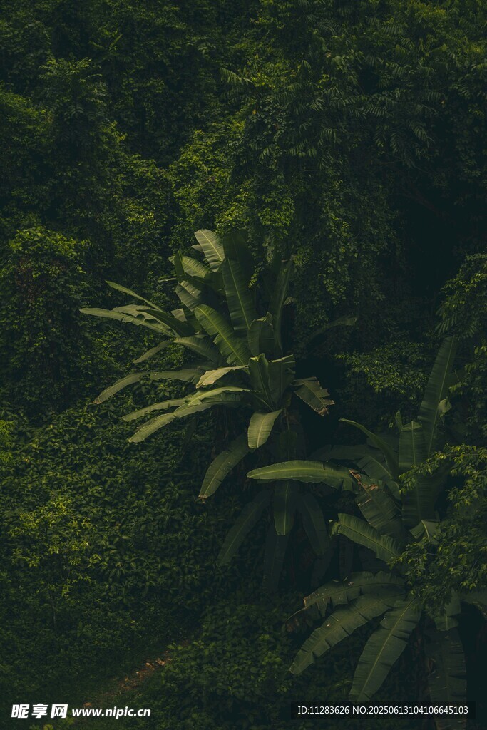 茂密丛林中的翠绿植物