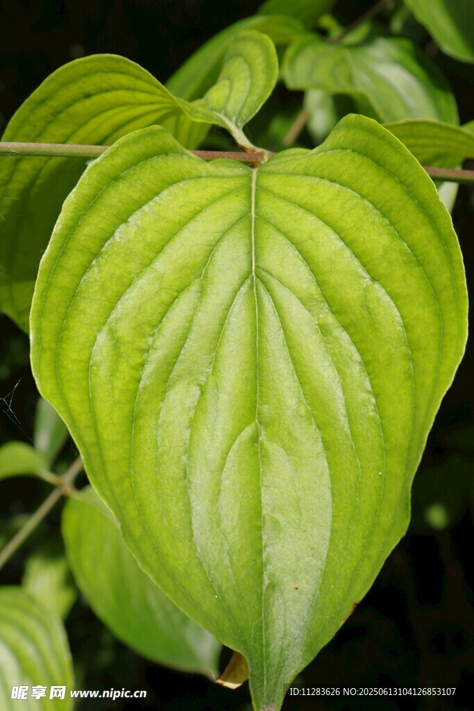心形绿叶植物特写