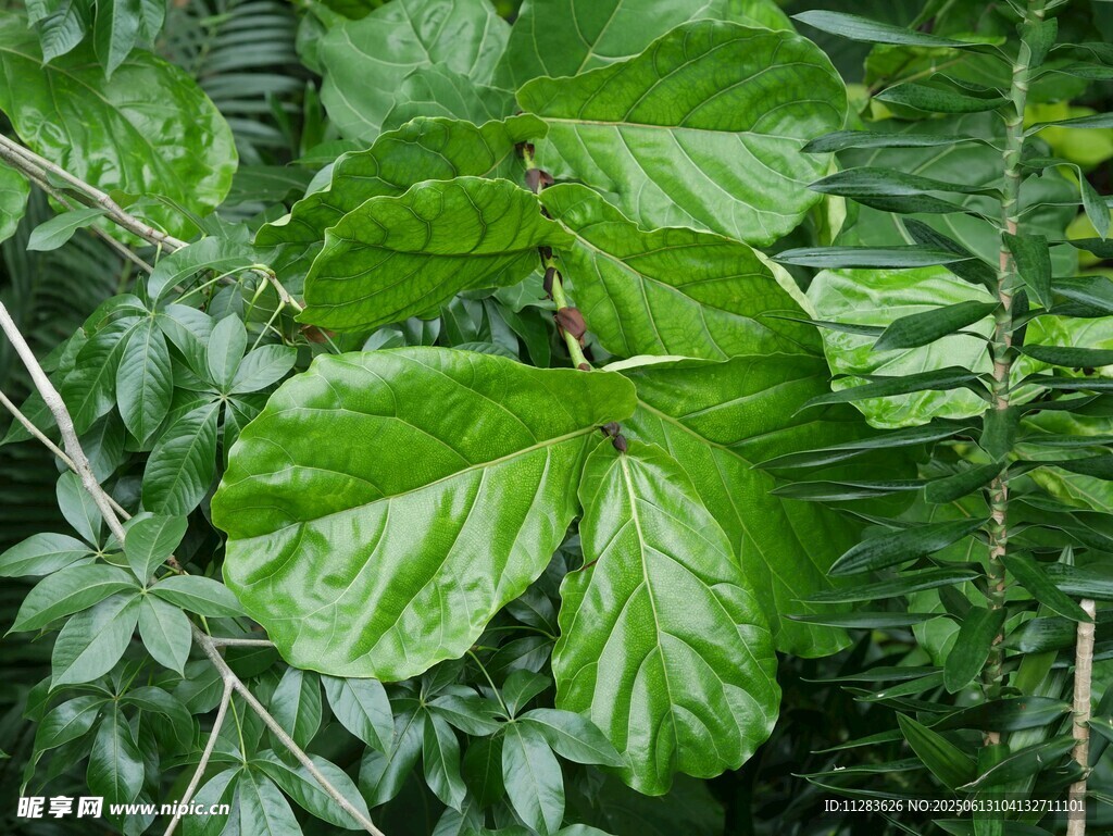 翠绿叶片的繁茂植物