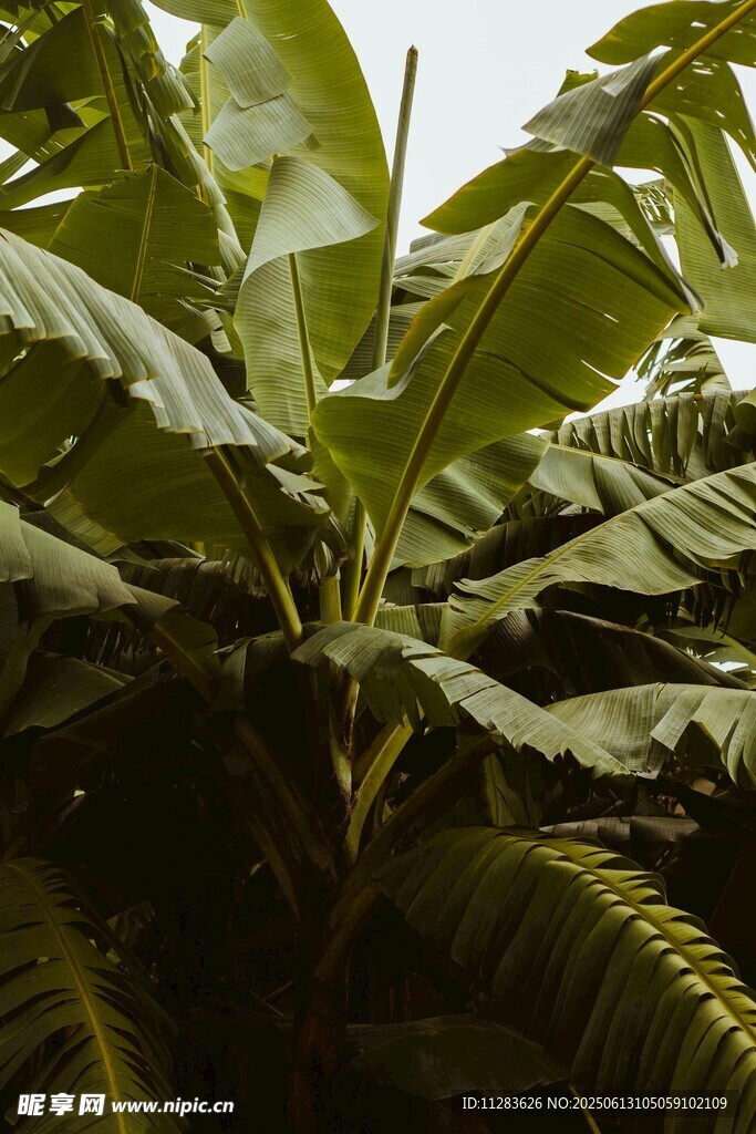 茂盛的香蕉树