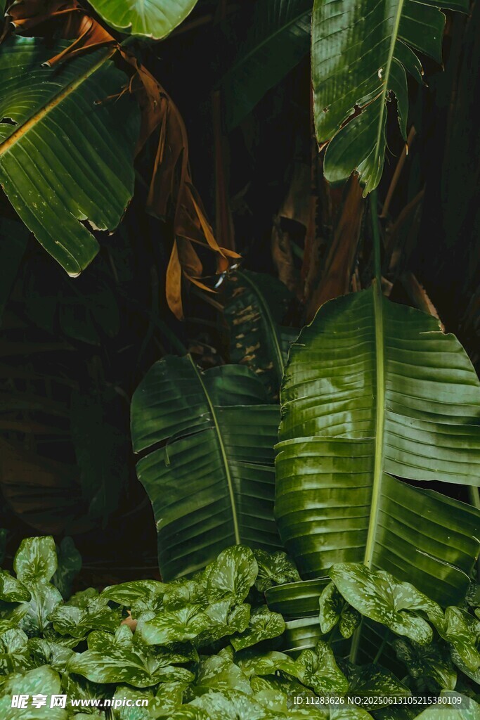 热带绿植景观