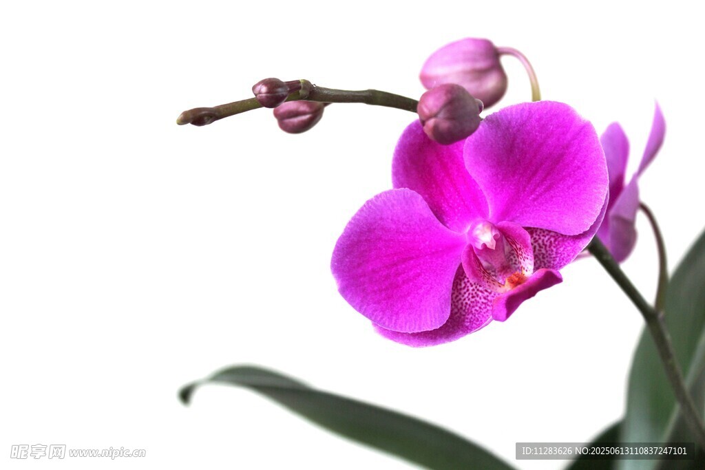 娇艳粉色蝴蝶兰特写