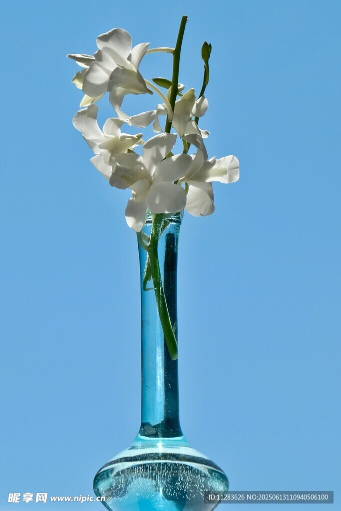 蓝瓶白兰花