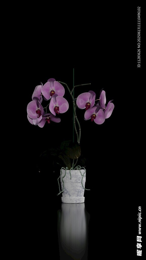 花瓶中的紫色兰花