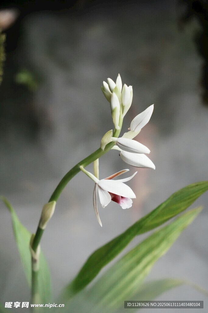 优雅白兰花绽放