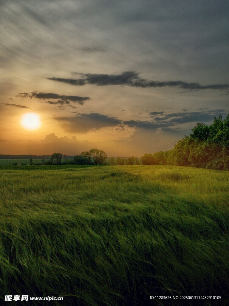 夕阳下的广袤绿野