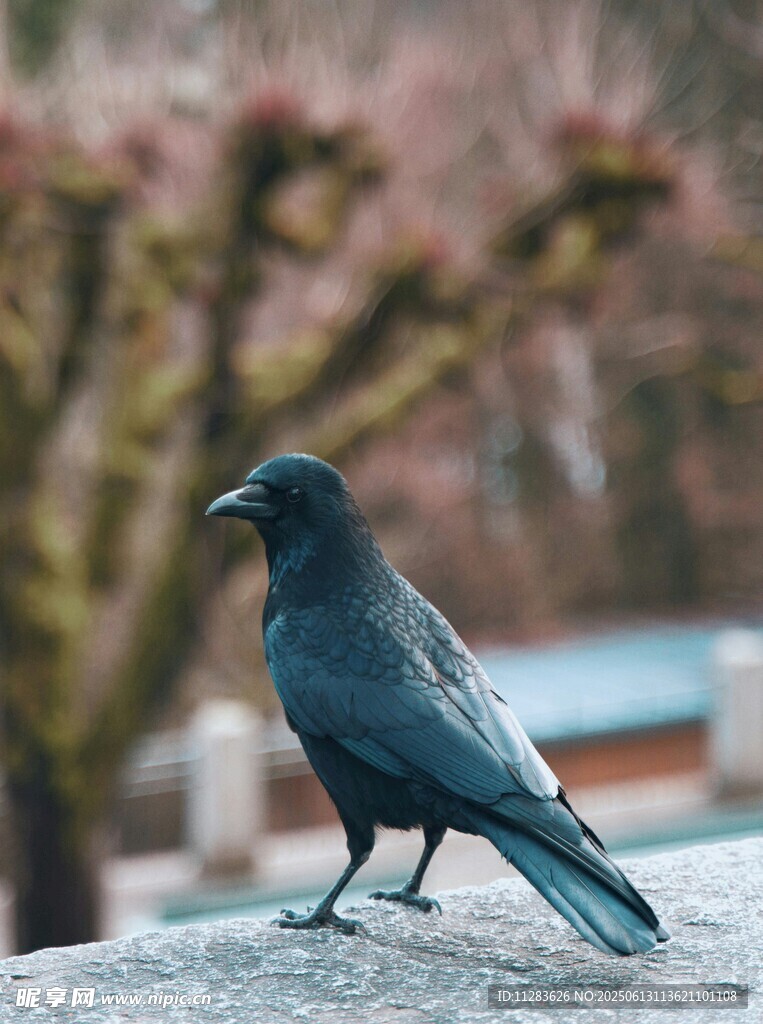 石上乌鸦