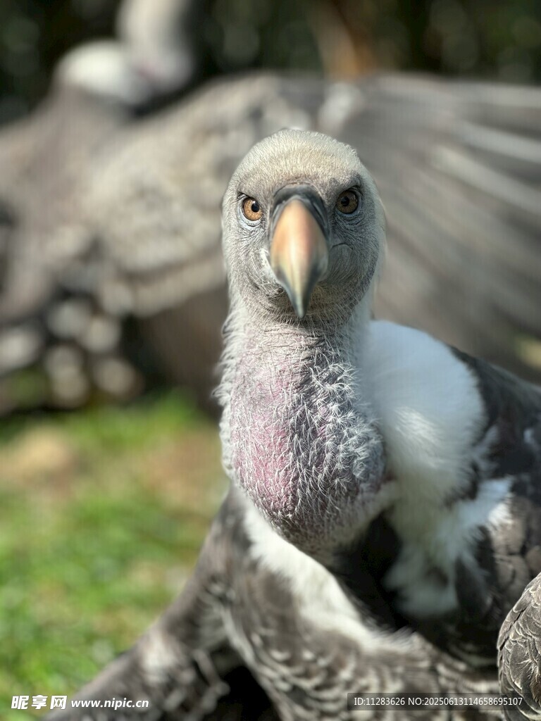 秃鹫特写