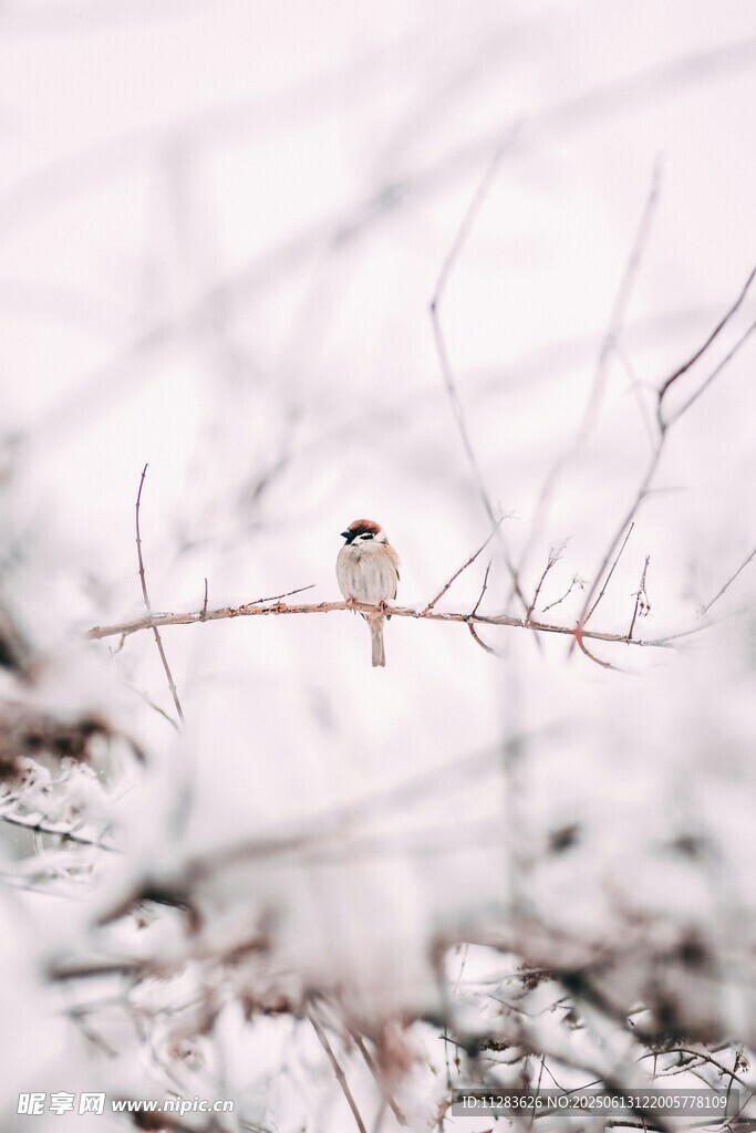 雪枝上的小鸟