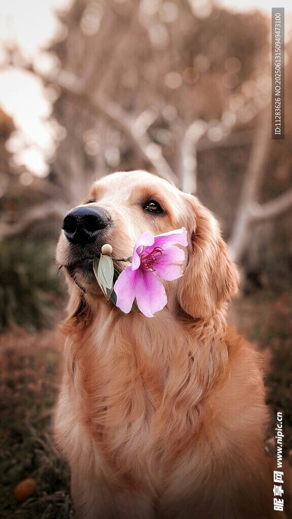 金毛犬衔花的温馨瞬间