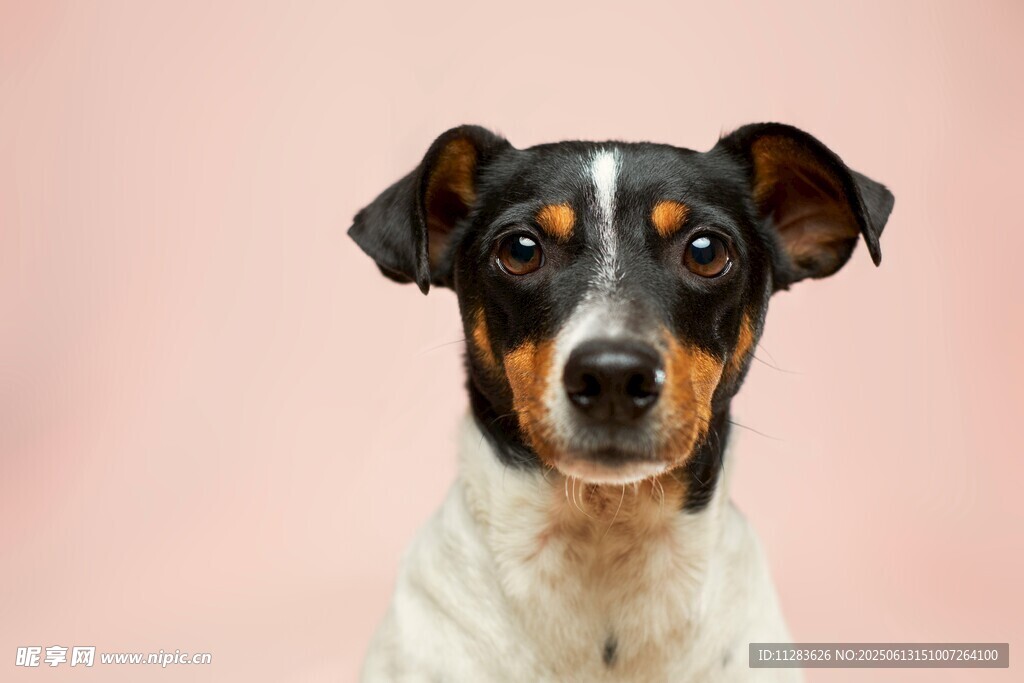 可爱三色梗犬正面照